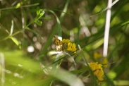 Pseudopanthera-maculata-03-06-2010-8876
