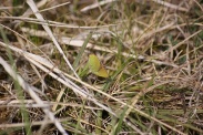 Callophrys-rubi-01-05-2010-7539