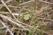 Callophrys-rubi-01-05-2010-7540