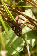 Autographa-gamma-09-07-2009-9135