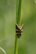 Deltote-bankiana-04-06-2010-8991