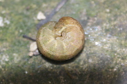 Phlogophora-meticulosa-14-03-2014-9554