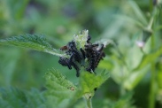 Aglais-urticae-26-06-2011-0266