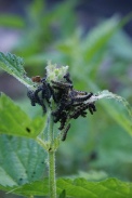 Aglais-urticae-26-06-2011-0267