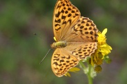 Argynnis-aglaja-09-07-2009-9305