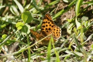 Argynnis-aglaja-11-09-2011-5124