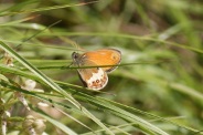 Coenonympha-arcania-11-06-2010-9601