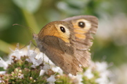 Coenonympha-pamphilus-01-08-2014-0549