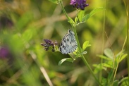 Melanargia-galathea-24-06-2010-0814