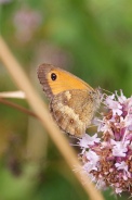 Pyronia-tithonus-23-07-2009-1137