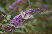 Iphiclides-podalirius-01-08-2010-3580