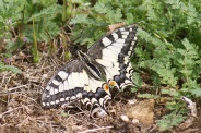 Papilio-machaon-21-07-2011-2861