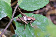 Pholidoptera-griseoaptera-17-07-2011-2689