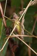 Pholidoptera-griseoaptera-30-08-2013-8400