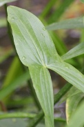 Sagittaria-latifolia-12-08-2011-4454