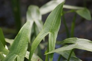 Sagittaria-latifolia-15-07-2011-2350
