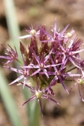 Allium-albopilosum-07-06-2009-4154