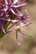 Allium-albopilosum-07-06-2009-4158