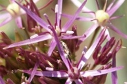 Allium-albopilosum-07-06-2009-4160