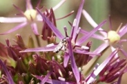 Allium-albopilosum-07-06-2009-4164