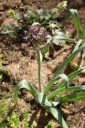 Allium-albopilosum-07-06-2009-4168