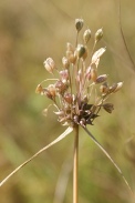 Allium-carinatum-13-08-2009-2894
