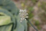 Allium-porrum-23-07-2009-0894
