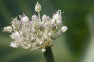 Allium-porrum-23-07-2009-0905