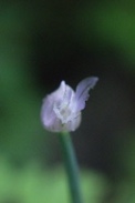 Allium-shoenoprasum-27-05-2009-2450