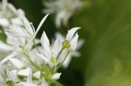 Allium-ursinum-26-04-2010-7098