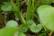 Allium-ursinum-26-04-2010-7245