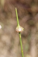 Allium-vineale-18-06-2009-5015