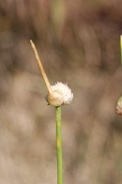 Allium-vineale-18-06-2009-5016