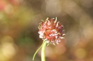Allium-vineale-18-06-2009-5026