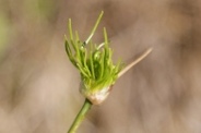 Allium-vineale-18-06-2009-5042