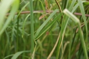 Allium-vineale-18-06-2009-5172