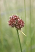 Allium-vineale-18-06-2009-5174