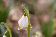 Leucojum-vernum-03-03-2010-5912