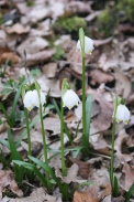 Leucojum-vernum-09-03-2011-6088