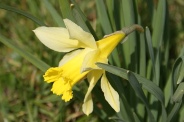 Narcissus-pseudonarcissus-09-04-2010-6676