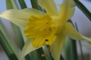 Narcissus-pseudonarcissus-09-04-2010-6678