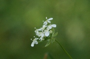 Chaerophyllum-temulum-18-04-2011-6998