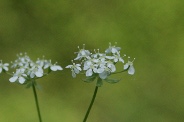 Chaerophyllum-temulum-18-04-2011-7004
