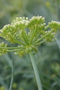 Crithmum-maritimum-30-07-2009-1893