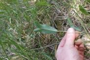 Eryngium-maritimum-18-05-2011-8277