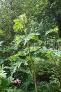 Heracleum-mantegazzianum-06-06-2009-3982