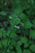 Sanicula-europaea-27-04-2011-7493