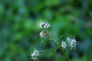 Sanicula-europaea-30-05-2009-3257