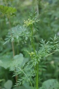 Selinum-carvifolia-17-07-2011-2783