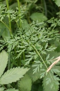 Selinum-carvifolia-17-07-2011-2785